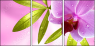 20055851