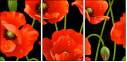 21375276