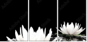 31116780