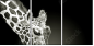38098957