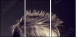 43317658