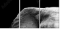 46583459
