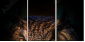 54170088