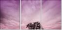 65457825