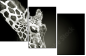 38098957