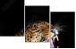 48606369