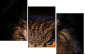 54170088