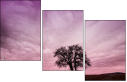 65457825