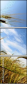 15801667