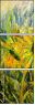 24625631