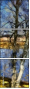 252232371