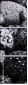 25878336