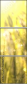 26909775