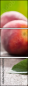 42496953
