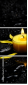 43880281
