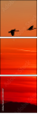 45440307