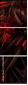 47865482