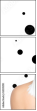 55595191
