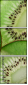 78577804