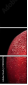 78900295