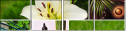 12445370