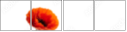 16360446