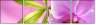 20055851