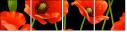 21375276