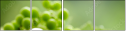 24495232
