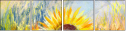 24625631