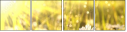 26909775