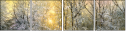 31192529