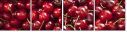 33742109