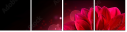 34253389