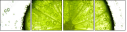 36604434