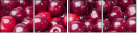 43026743