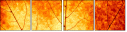 43838542