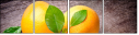 44049006