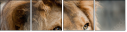 44169584