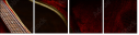 48965476