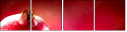 50426615
