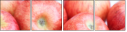 51930059