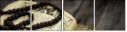 55994100
