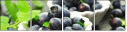 69394583