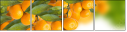 73416065
