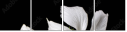 73741232