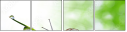 74834068