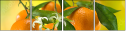 75734413