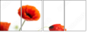 16360446