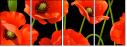21375276